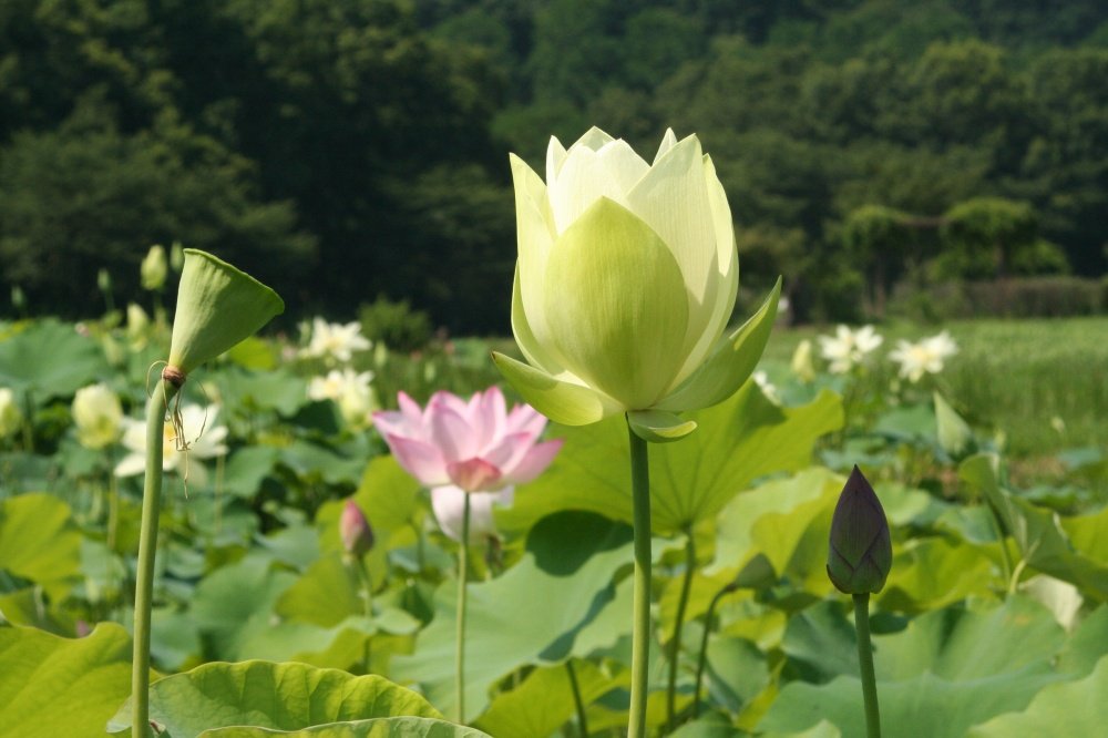 巾着田曼珠沙華公園