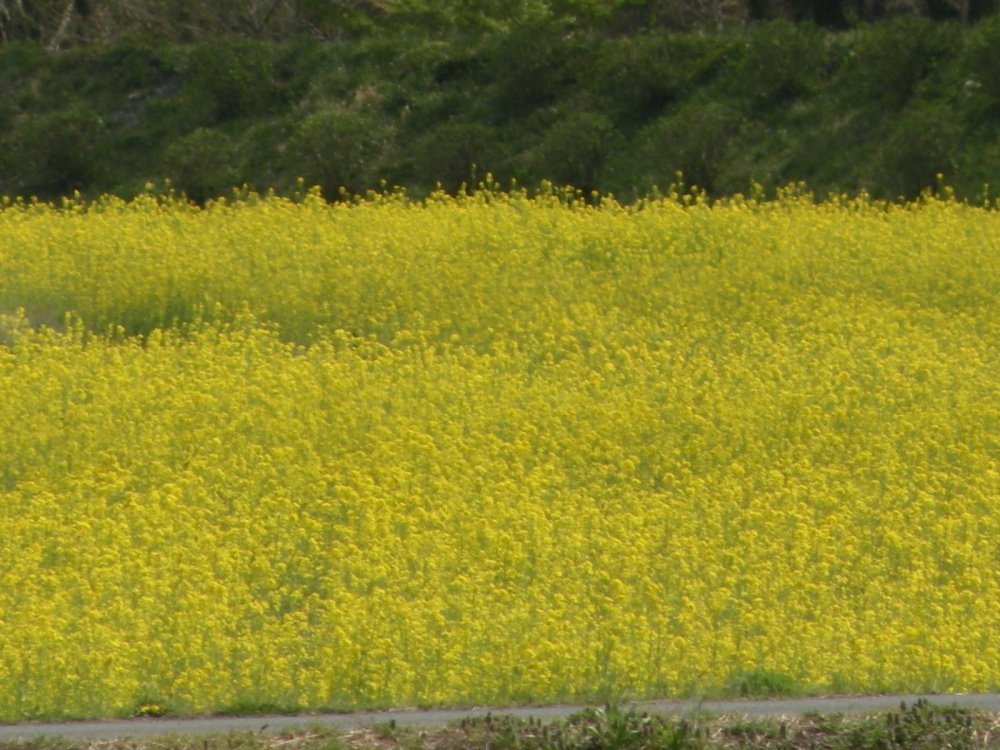 巾着田